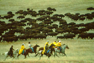 Picture of, and link to, Buffalo Roundup - Custer State Park